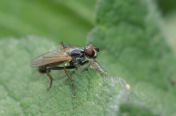Detailed closeup on a lesser known dung fly, Cordilura pubera, sitting on a green leaf