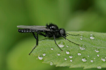 Closeup on a black an hairy St. Mark's or hawthorn fly, Bibio marci, sitting on a green leaf in the...