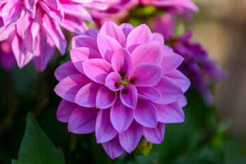 Obraz premium flowers and feelings