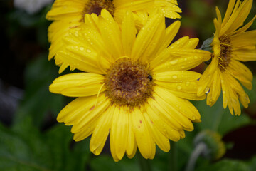 flowers and feelings