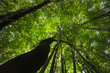 Bamb&uacute; y roble