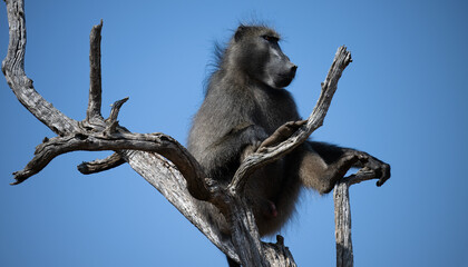 A big male Chacma Baboon on a tree guarding the area