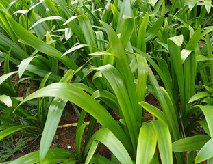 Obraz premium Beautiful Big Grasses on Garden, Ornamental Grass