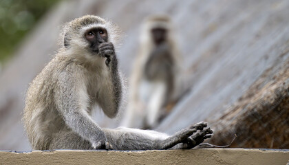 Vervet Monkey sitting on a wall and sucking its thumb