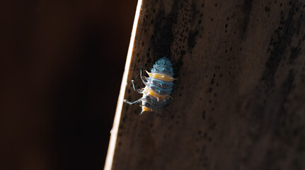 macro bug