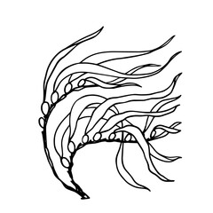 Linear sketch of seaweed leaves.Vector graphics.