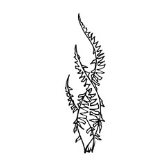 Linear sketch of seaweed leaves.Vector graphics.