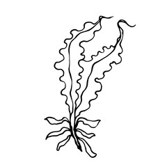 Linear sketch of seaweed leaves.Vector graphics.