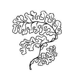 Linear sketch of seaweed leaves.Vector graphics.