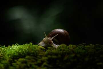 Snail crawling on the green moss in the shadow of the forest. Shallow depth of field.