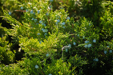 green grass in a garden