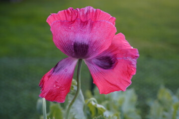 Pink and purple poppy flower fully bloomed and petals falling off.
