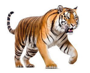 Obraz premium running Tiger, isolated background. Generative Ai