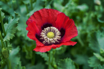 Red, traditional poppy flower.