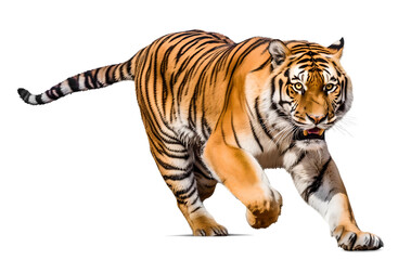 Tiger running, isolated background. Generative Ai