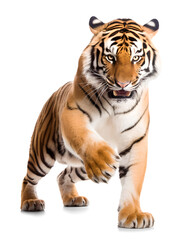 Naklejka premium standing Tiger, isolated background. Generative Ai