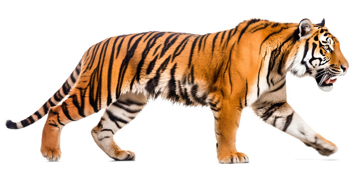walking Tiger, side view, isolated background. Generative Ai