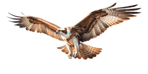Fototapeta premium an Osprey, Pandion haliaetus. in flight in various positions, raptor, Nature-themed, photorealistic illustrations in a PNG, cutout, and isolated. Generative AI
