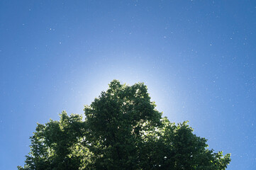 poplar fluff in the air. green tree crown in summer