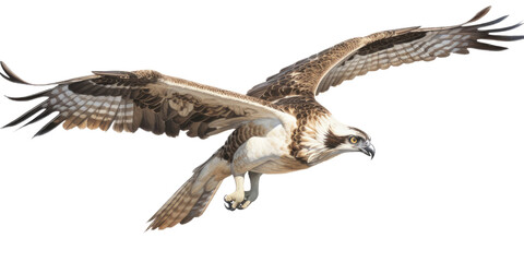 Fototapeta premium an Osprey, Pandion haliaetus. in flight in various positions, raptor, Nature-themed, photorealistic illustrations in a PNG, cutout, and isolated. Generative AI