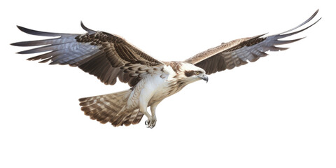 Obraz premium an Osprey, Pandion haliaetus. in flight in various positions, raptor, Nature-themed, photorealistic illustrations in a PNG, cutout, and isolated. Generative AI