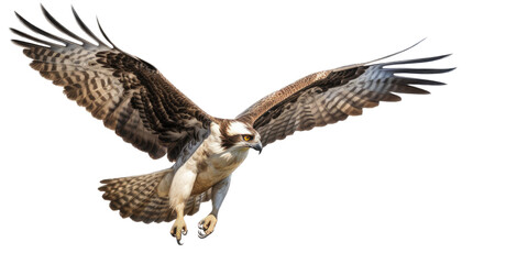 Fototapeta premium an Osprey, Pandion haliaetus. in flight in various positions, raptor, Nature-themed, photorealistic illustrations in a PNG, cutout, and isolated. Generative AI