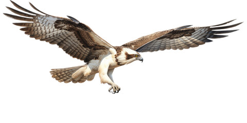 Obraz premium an Osprey, Pandion haliaetus. in flight in various positions, raptor, Nature-themed, photorealistic illustrations in a PNG, cutout, and isolated. Generative AI