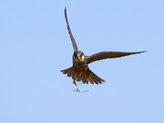 Eurasian hobby (Falco subbuteo)
