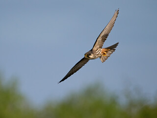 Eurasian hobby (Falco subbuteo)