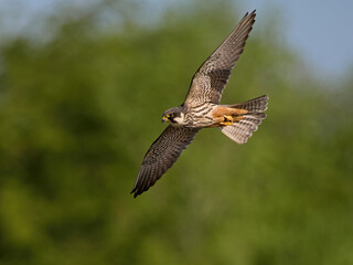 Eurasian hobby (Falco subbuteo)