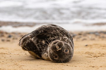Grey seal pup, Halichoerus grypus, resting on sand beach and yawning, UK © Anders93