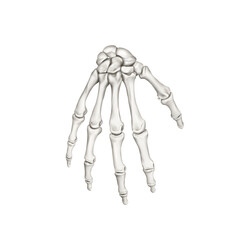 손등뼈를 설명하는 메디컬 일러스트