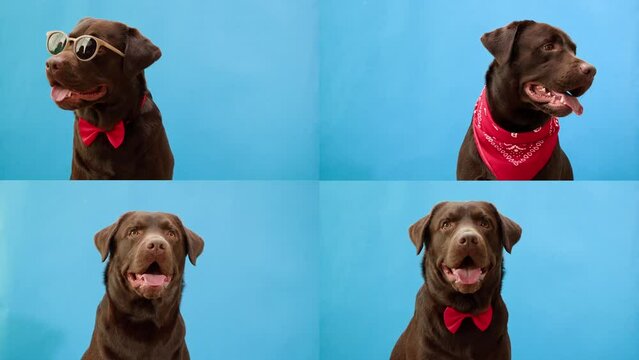 Happy dog life concept collage, multicam of labrador golden retriever eating dog food from metal bowl and relaxing, concept of online shop delivery for pets