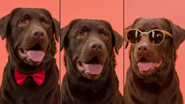 Happy dog life concept collage, multicam of labrador golden retriever eating dog food from metal bowl and relaxing, concept of online shop delivery for pets
