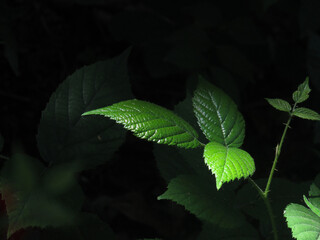 Foco de luz em Folhas Verdes no Escuro da Mata