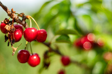 red cherries on a tree