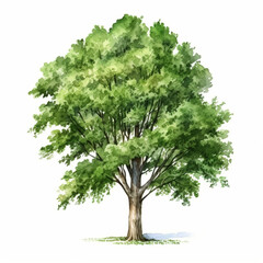 Fototapeta na wymiar green tree isolated on white stock illastration design