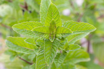 Berries and cream mint (Mentha x piperita berry and cream) © Danny