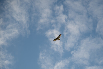 Red kite