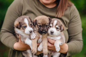 Cute fluffy puppies in a woman's arms