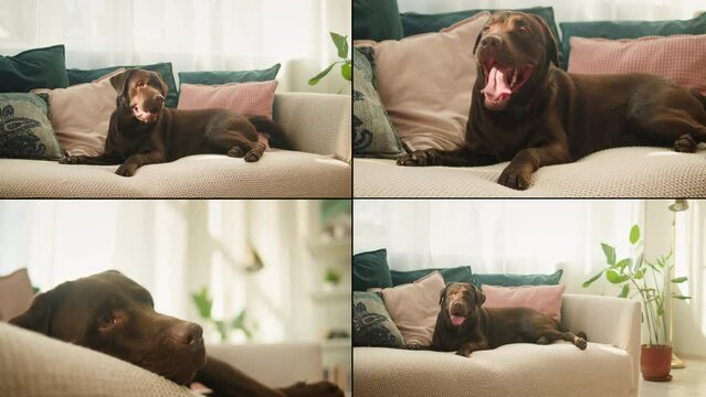 Happy dog life concept collage, multicam of labrador golden retriever eating dog food from metal bowl and relaxing, concept of online shop delivery for pets