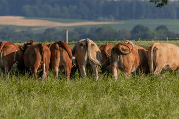 Kühe auf der Weide am grasen