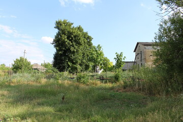 A field of grass and trees © parpalac