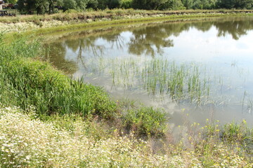 A pond with grass and trees