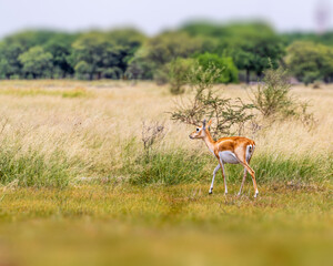 A female Black Buck roaming