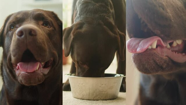 Happy dog life concept collage, multicam of labrador golden retriever eating dog food from metal bowl and relaxing, concept of online shop delivery for pets