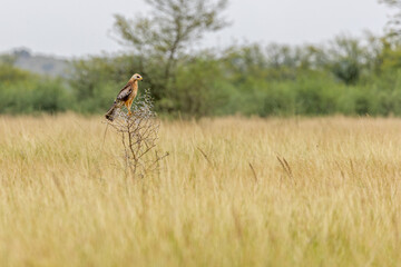 White Eye Buzzard