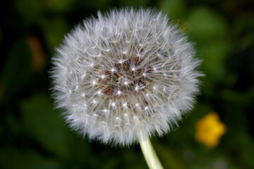 Symmetrical Dandelion Beauty