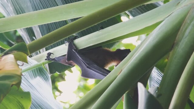 Vertical video. Flying fox or fruit bat (Pteropus giganteus) searching for food while crawling on a banana tree. Tropical nature and wildlife concept
