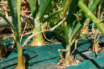 Cebollas en crecimiento en un huerto bajo el sol.